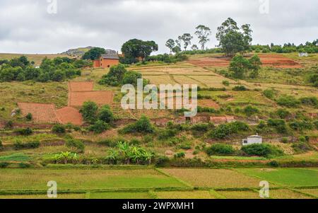 Tipico paesaggio del Madagascar - verdi e gialli risaie terrazzati su piccole colline con case di argilla nella regione vicino Farariana Foto Stock