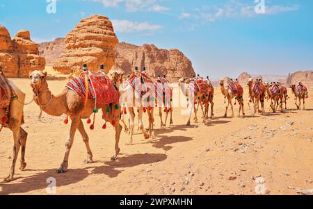 Gruppo di cammelli, posti a sedere pronti per i turisti, camminando nel deserto di AlUla in una giornata di sole, dettaglio closeup Foto Stock