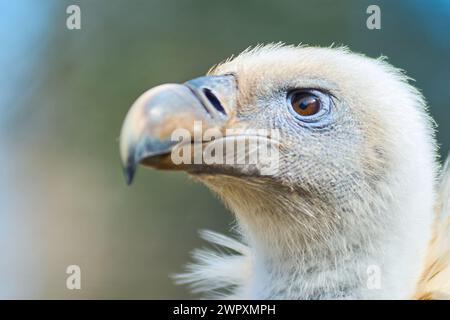 Avvoltoio imponente nel suo ambiente naturale, evidenziandone lo sguardo penetrante e il piumaggio dettagliato con uno sfondo sfocato. Foto Stock