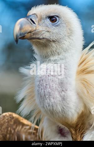 Avvoltoio imponente nel suo ambiente naturale, evidenziandone lo sguardo penetrante e il piumaggio dettagliato con uno sfondo sfocato. Foto Stock