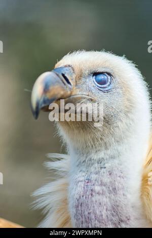 Avvoltoio imponente nel suo ambiente naturale, evidenziandone lo sguardo penetrante e il piumaggio dettagliato con uno sfondo sfocato. Foto Stock