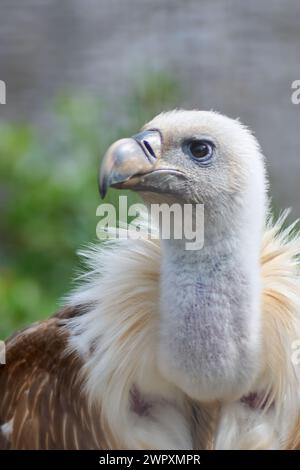 Avvoltoio imponente nel suo ambiente naturale, evidenziandone lo sguardo penetrante e il piumaggio dettagliato con uno sfondo sfocato. Foto Stock