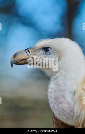 Avvoltoio imponente nel suo ambiente naturale, evidenziandone lo sguardo penetrante e il piumaggio dettagliato con uno sfondo sfocato. Foto Stock