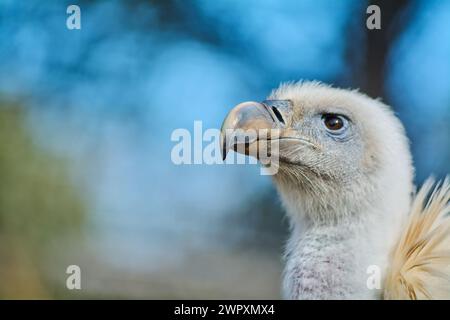 Avvoltoio imponente nel suo ambiente naturale, evidenziandone lo sguardo penetrante e il piumaggio dettagliato con uno sfondo sfocato. Foto Stock