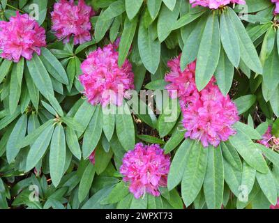 Fiori rosa brillante di rododendro e vegetazione lussureggiante. Rododendro comune o rododendro pontico pianta in piena fioritura. Foto Stock