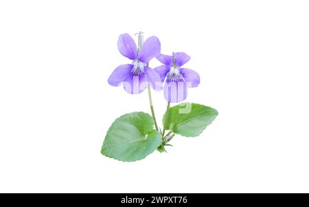 Viola fiori e foglie isolate su bianco. Fiore viola blu di pianta viola. Violette Fragrant Bunch. Foto Stock