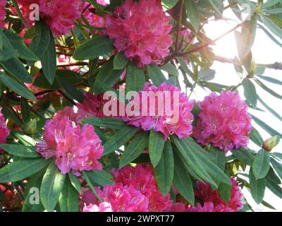 Abbondanza di fiori rosa rododendro ponticum nel giardino soleggiato. Rododendro comune o rododendro pontico pianta in piena fioritura. Foto Stock