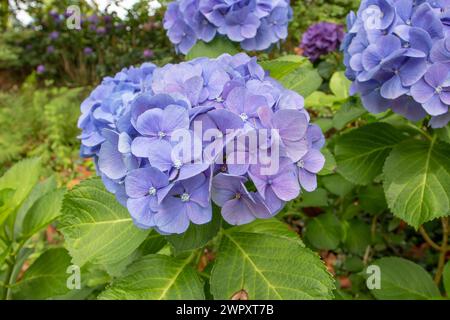 Primo piano del fiore dell'ortensia blu celeste. Pianta di fioritura di Hortensia. Foto Stock
