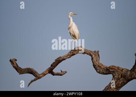 Egret intermedio arroccato su un serpente, India Foto Stock