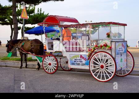 Contea di Yangyang, Corea del Sud - 30 luglio 2019: Un carretto bianco vuoto trainato da cavalli, adornato con luci natalizie e ruote in legno, parcheggiato per le strade Foto Stock