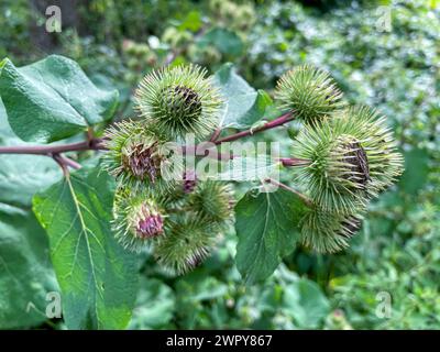 Große Klette, Arctium lappa mit lila farbenen Blüten Foto Stock