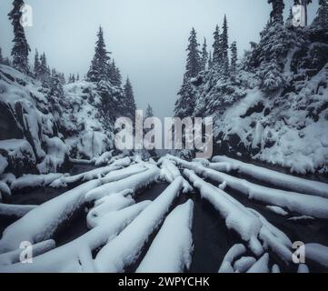 Tronchi caduti sul bordo di un laghetto alpino nebbioso leggermente spolverati di neve fresca d'autunno Foto Stock