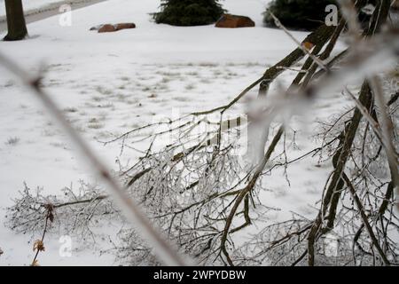 Rami di alberi dopo una tempesta di pioggia fredda invernale Foto Stock