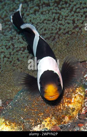 Pesce nemonepedico sellato, polimno di Amphiprion, adulto che protegge le uova deposte sulla roccia accanto all'Anemone Stichodactyla haddoni del Mare di Haddon. Occhi in via di sviluppo visti Foto Stock