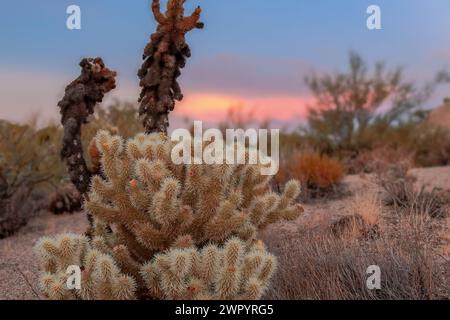 Un vibrante tramonto proietta colori caldi attraverso il cielo dietro vari cactus in un paesaggio desertico. Un primo piano di un Teddy Bear Cholla. Foto Stock