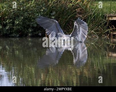 Heron grigio [ Ardea cinerea ] tuffandosi nello stagno per un pesce con testa sommersa e ali estese Foto Stock