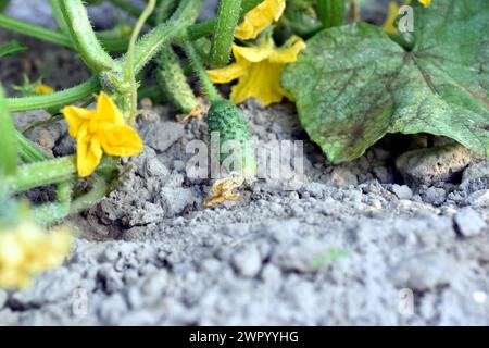 La foto mostra una piantagione di cetrioli, che mostra ampie foglie, steli, fiori gialli e ovaie di cetriolo verde. Foto Stock