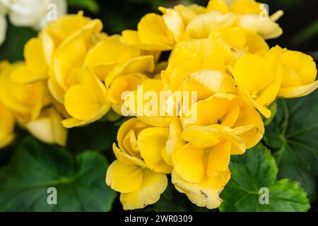 Giallo Begonia elatior, famiglia begonia, Maiorca, Spagna Foto Stock