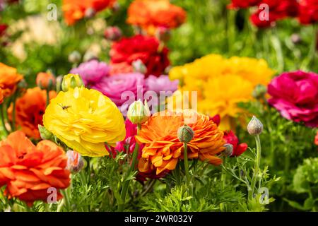 Ranunculus fioritura, famiglia Ranunculaceae. Mallorca, Spagna Foto Stock