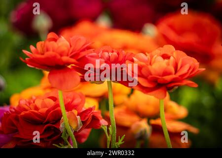 Ranunculus fioritura, famiglia Ranunculaceae. Mallorca, Spagna Foto Stock