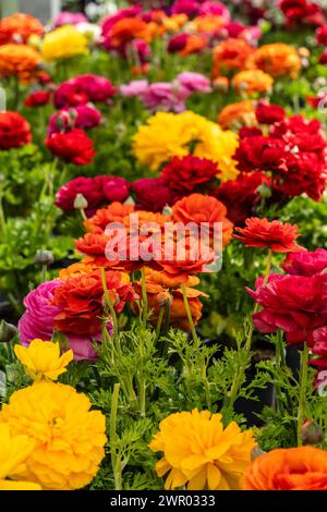 Ranunculus fioritura, famiglia Ranunculaceae. Mallorca, Spagna Foto Stock