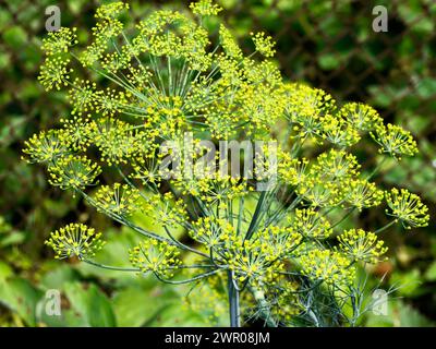 Gemme gialle su steli verdi, che irradiano verso l'esterno in un ambiente buio. Foto Stock