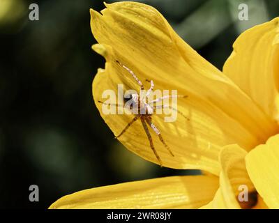 Un ragno marrone si erge su un vivace petalo di fiori gialli e le sue lunghe gambe si estendono. Foto Stock