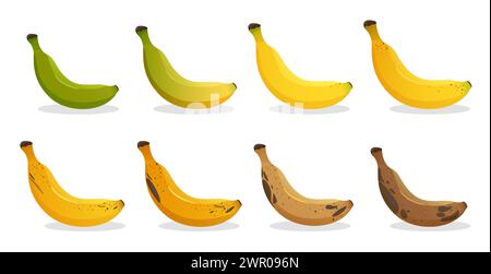 Fasi di maturazione delle banane. Diversi colori di buccia di frutta biologica, dal verde al marrone, frutta marcio biologica e frutta matura fresca. Vettore di cibo sano vegetariano Illustrazione Vettoriale