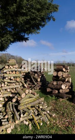 Pali di registro in un campo Foto Stock