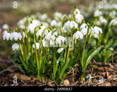 fiori primaverili di fiocchi di neve in latino leucojum vernum Foto Stock