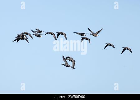 Brent Goose (Branta bernicla bernicla), flock Flying Norfolk febbraio 2024 Foto Stock