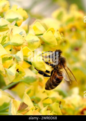 Macro di api da miele (Apis) che si nutrono di un fiore giallo di euforbia Foto Stock