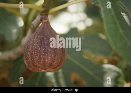 Immagine dettagliata dei fichi sulle piante sulla natura località della Croazia, Europa Foto Stock