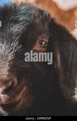Accattivante primo piano dell'occhio soul di una capra nera, rivelando un carattere profondo. Foto Stock