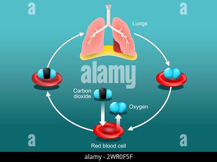 Scambio di gas nei polmoni umani. Globuli rossi con molecole di ossigeno e anidride carbonica. Ciclo di trasporto dell'ossigeno. Sistema respiratorio. Poster vettoriale. Isom Illustrazione Vettoriale