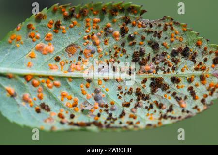 Ruggine rosa, Phragmidium mucronatum, pustole (urediospore, teliospore) formatesi sulla superficie inferiore di un rosone ornamentale in estate. Foto Stock