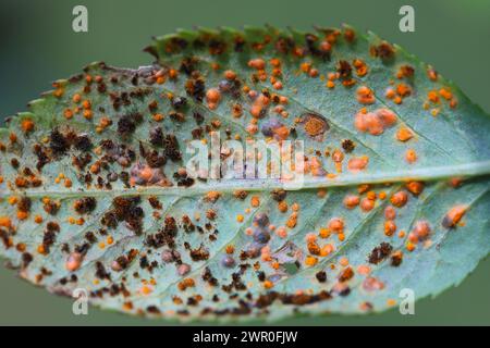 Ruggine rosa, Phragmidium mucronatum, pustole (urediospore, teliospore) formatesi sulla superficie inferiore di un rosone ornamentale in estate. Foto Stock