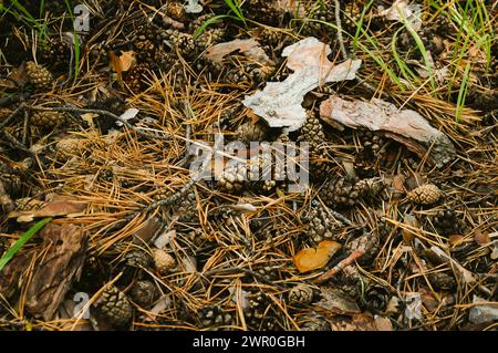 I coni di pino giacciono sul terreno di aghi marciscono accanto a un pezzo di corteccia d'albero e erba verde Foto Stock