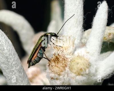 Macro di coleottero di Oedemera nobilis che si nutre di un fiore di stella alpina bianca Foto Stock