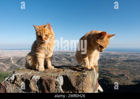 Gattini selvaggi e selvaggi di gatto al monastero di Stavrovouni, con vista di Larnaca alle spalle. Cipro Foto Stock