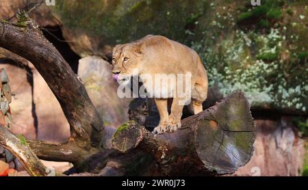 Nürnberg, Tiergarten, Zoo, Löwin, Bayern, zoo di Nürnberg, zoo di Löwe, Löwenfamilie, Löwe, Löwenbaby, Raubkatzen. Zoo di Schöner a Nürnberg Foto Stock