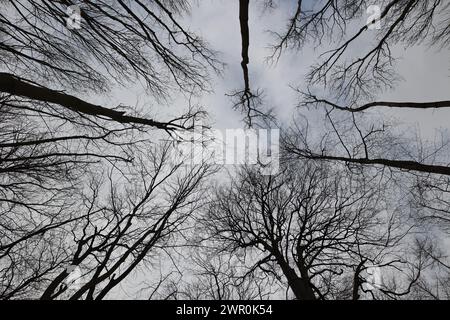 10 marzo 2024, Sassonia-Anhalt, Ballenstedt: Vista sulla cima di una foresta mista nella riserva naturale di Gegensteine vicino Ballenstedt. Foto: Matthias Bein/dpa Foto Stock