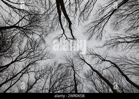 10 marzo 2024, Sassonia-Anhalt, Ballenstedt: Vista sulla cima di una foresta mista nella riserva naturale di Gegensteine vicino Ballenstedt. Foto: Matthias Bein/dpa Foto Stock