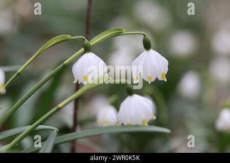 10 marzo 2024, Sassonia-Anhalt, Ballenstedt: Fiocchi di neve primaverili fioriscono nella riserva naturale "Gegensteine-Schierberge" nei pressi di Ballenstedt, nei monti Harz. Nonostante le temperature fredde, le nevicate primaverili (Leucojum vernum) sono in piena fioritura. Nota anche come Greater snowdrop, questa pianta è una delle prime fioriture dell'anno ed è considerata particolarmente protetta e in pericolo. Foto: Matthias Bein/dpa Foto Stock