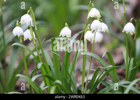 10 marzo 2024, Sassonia-Anhalt, Ballenstedt: Fiocchi di neve primaverili fioriscono nella riserva naturale "Gegensteine-Schierberge" nei pressi di Ballenstedt, nei monti Harz. Nonostante le temperature fredde, le nevicate primaverili (Leucojum vernum) sono in piena fioritura. Nota anche come Greater snowdrop, questa pianta è una delle prime fioriture dell'anno ed è considerata particolarmente protetta e in pericolo. Foto: Matthias Bein/dpa Foto Stock