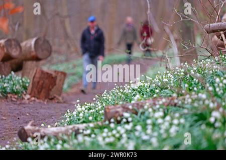 10 marzo 2024, Sassonia-Anhalt, Ballenstedt: Fiocchi di neve primaverili fioriscono nella riserva naturale "Gegensteine-Schierberge" nei pressi di Ballenstedt, nei monti Harz. Nonostante le temperature fredde, le nevicate primaverili (Leucojum vernum) sono in piena fioritura. Nota anche come Greater snowdrop, questa pianta è una delle prime fioriture dell'anno ed è considerata particolarmente protetta e in pericolo. Foto: Matthias Bein/dpa Foto Stock