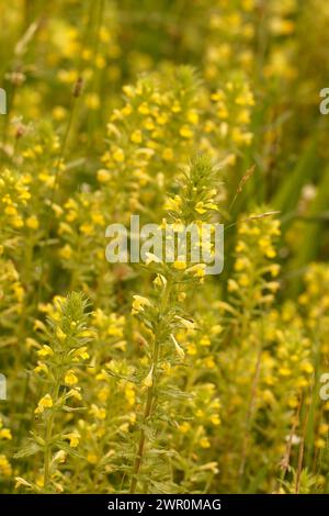 Primo piano naturale sulla Bartsia gialla o erba di vetro, Parentucellia viscosa nel campo Foto Stock