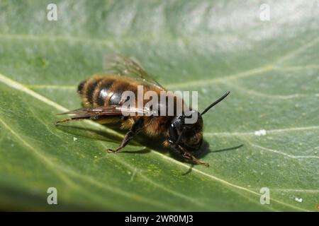 Primo piano naturale su una femmina della rara ape mineraria Trimmers, Andrena trimerana seduta su una foglia di edera verde al sole primaverile Foto Stock