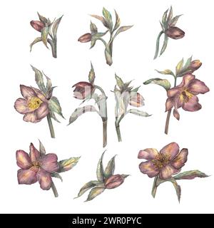 Una serie di fiori primaverili ad acquerello, con alesaggio rosso isolato su sfondo bianco. Un'illustrazione botanica disegnata a mano in stile retrò. Modello per Foto Stock