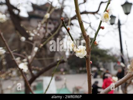 (240310) -- PECHINO, 10 marzo 2024 (Xinhua) -- questa foto scattata il 10 marzo 2024 mostra la fioritura delle prugne al Ming City Wall Site Park di Pechino, capitale della Cina. (Xinhua/Zhang Chenlin) Foto Stock